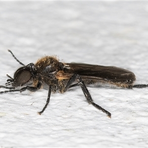 Bibio sp. (genus) at Melba, ACT - 12 Nov 2024 09:36 PM