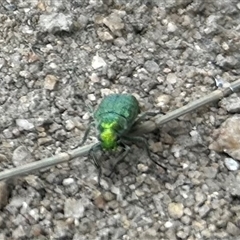 Diphucephala sp. (genus) (Green Scarab Beetle) at Strathnairn, ACT - 13 Nov 2024 by Jillw