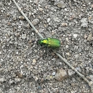 Diphucephala sp. (genus) at Strathnairn, ACT - 13 Nov 2024