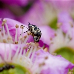 Mordella sp. (genus) (Pintail or tumbling flower beetle) at Florey, ACT - 6 Nov 2024 by KorinneM