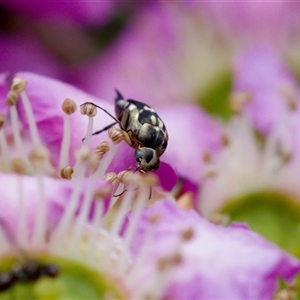 Mordella sp. (genus) at Florey, ACT - 6 Nov 2024