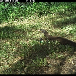 Varanus varius at Tyndale, NSW - suppressed