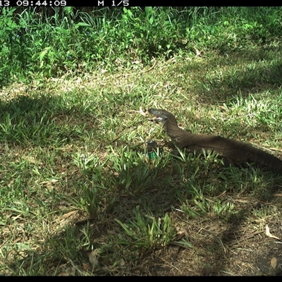 Varanus varius (Lace Monitor) at Tyndale, NSW - 12 Nov 2024 by Topwood