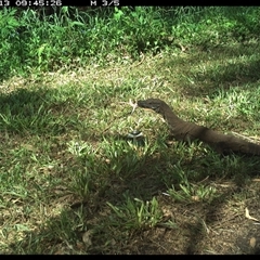 Varanus varius at Tyndale, NSW - suppressed