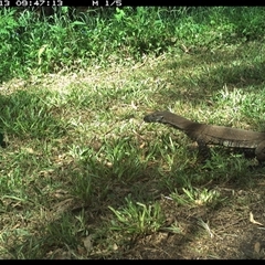 Varanus varius at Tyndale, NSW - 13 Nov 2024