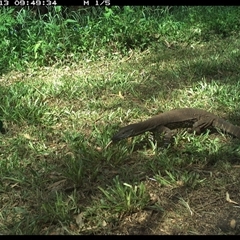 Varanus varius at Tyndale, NSW - 13 Nov 2024