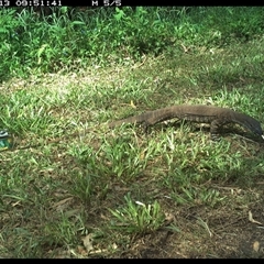 Varanus varius at Tyndale, NSW - suppressed