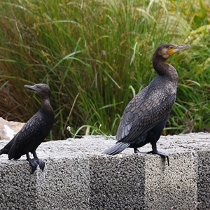 Phalacrocorax carbo at Isabella Plains, ACT - 13 Nov 2024