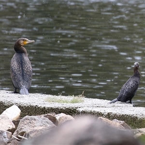 Phalacrocorax carbo at Isabella Plains, ACT - 13 Nov 2024