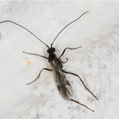 Unidentified Parasitic wasp (numerous families) at Melba, ACT - 12 Nov 2024 by kasiaaus