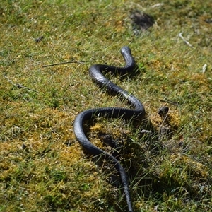 Unidentified Snake at Maria Island, TAS by LyndalT