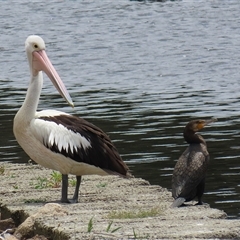 Pelecanus conspicillatus (Australian Pelican) at Isabella Plains, ACT - 13 Nov 2024 by RodDeb