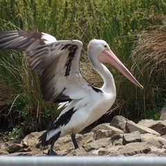 Pelecanus conspicillatus at Isabella Plains, ACT - 13 Nov 2024 01:12 PM