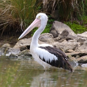 Pelecanus conspicillatus at Isabella Plains, ACT - 13 Nov 2024 01:12 PM