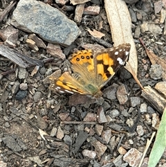 Vanessa kershawi (Australian Painted Lady) at Aranda, ACT - 13 Nov 2024 by Jubeyjubes