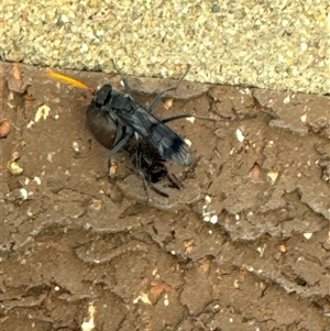 Fabriogenia sp. (genus) at Aranda, ACT - 13 Nov 2024