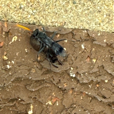 Fabriogenia sp. (genus) (Spider wasp) at Aranda, ACT - 13 Nov 2024 by Jubeyjubes