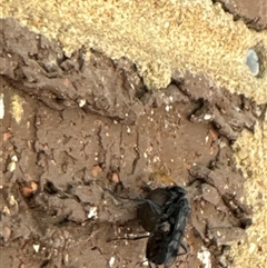 Fabriogenia sp. (genus) at Aranda, ACT - 13 Nov 2024