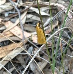 Unidentified Concealer moth (Oecophoridae) at Aranda, ACT - 13 Nov 2024 by Jubeyjubes