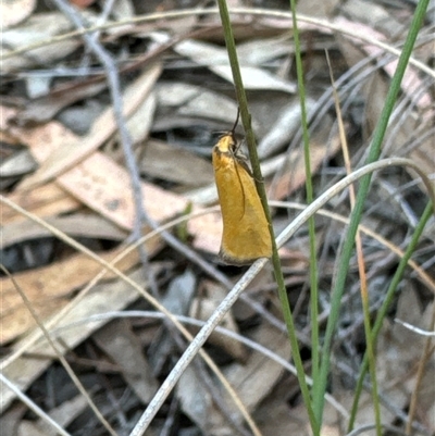 Unidentified Concealer moth (Oecophoridae) at Aranda, ACT - 13 Nov 2024 by Jubeyjubes