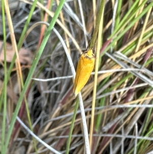 Parergophela melirrhoa at Aranda, ACT - 13 Nov 2024 05:17 PM