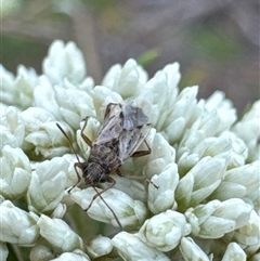 Unidentified True bug (Hemiptera, Heteroptera) at Aranda, ACT - 13 Nov 2024 by Jubeyjubes