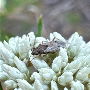 Nysius vinitor at Aranda, ACT - 13 Nov 2024 05:06 PM