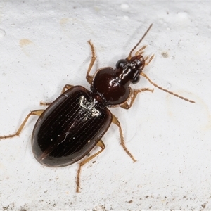 Notagonum submetallicum at Melba, ACT - 12 Nov 2024