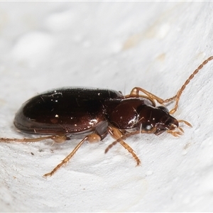 Notagonum submetallicum at Melba, ACT - 12 Nov 2024