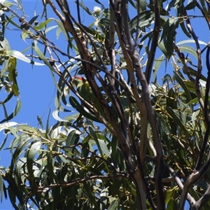 Glossopsitta concinna (Musk Lorikeet) at Maria Island, TAS by LyndalT