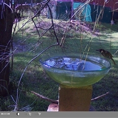 Meliphaga lewinii (Lewin's Honeyeater) at Shark Creek, NSW - 12 Nov 2024 by Topwood