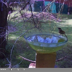 Meliphaga lewinii at Shark Creek, NSW - 13 Nov 2024 08:52 AM