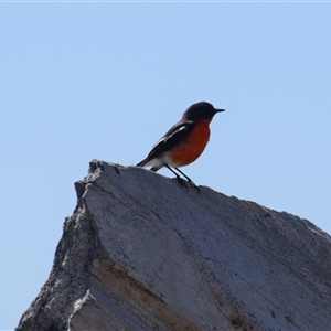 Petroica phoenicea (Flame Robin) at Maria Island, TAS by LyndalT