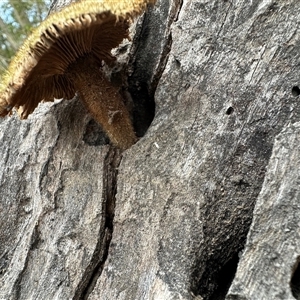 Lentinus fasciatus at Kangaroo Valley, NSW - suppressed