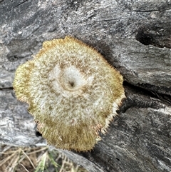 Lentinus fasciatus at Kangaroo Valley, NSW - suppressed