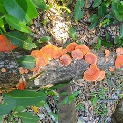 Trametes (old Pycnoporus sp.) (Scarlet Bracket) at Iluka, NSW - 5 Nov 2024 by Topwood