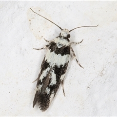 Macrobathra (genus) (A Cosmet moth (Cosmopteriginae) at Melba, ACT - 12 Nov 2024 by kasiaaus