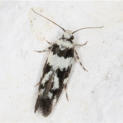 Macrobathra (genus) (A Cosmet moth (Cosmopteriginae) at Melba, ACT - 12 Nov 2024 by kasiaaus