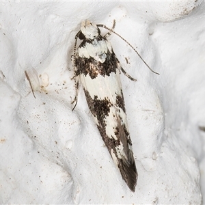 Macrobathra (genus) at Melba, ACT - 12 Nov 2024 09:45 PM