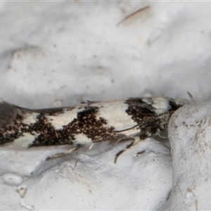 Macrobathra (genus) at Melba, ACT - 12 Nov 2024