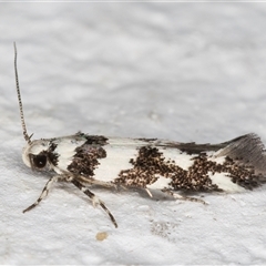 Macrobathra (genus) at Melba, ACT - 12 Nov 2024