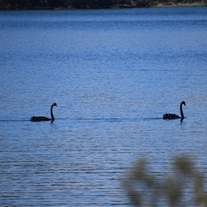 Cygnus atratus at Bronte Park, TAS - 10 Nov 2024