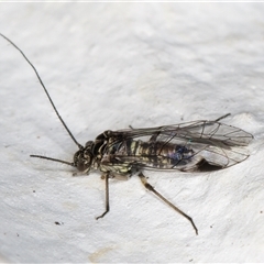 Psocodea 'Psocoptera' sp. (order) at Melba, ACT - 12 Nov 2024