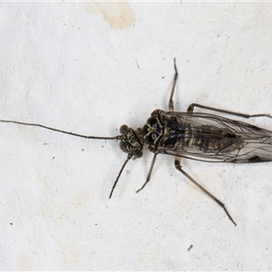 Psocodea 'Psocoptera' sp. (order) at Melba, ACT - 12 Nov 2024