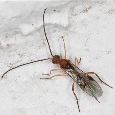 Unidentified Parasitic wasp (numerous families) at Melba, ACT - 12 Nov 2024 by kasiaaus