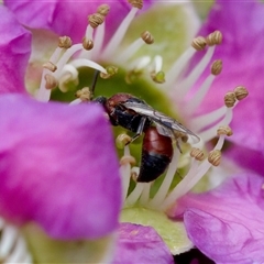 Hylaeus (Rhodohylaeus) proximus (Hylaeine colletid bee) at Florey, ACT - 6 Nov 2024 by KorinneM