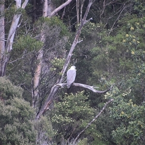 Haliaeetus leucogaster (White-bellied Sea-Eagle) at Corinna, TAS by LyndalT