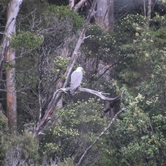 Haliaeetus leucogaster at Corinna, TAS - 8 Nov 2024 10:40 AM