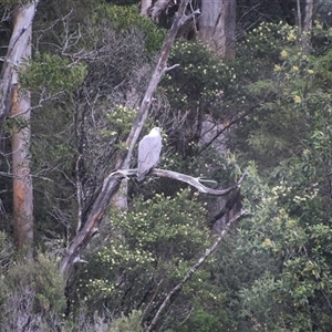 Haliaeetus leucogaster at Corinna, TAS - 8 Nov 2024 10:40 AM