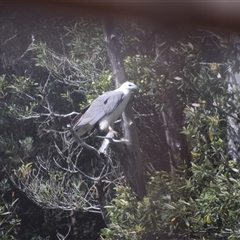 Haliaeetus leucogaster at Corinna, TAS - 8 Nov 2024 10:40 AM